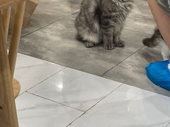 -楼上猫咖(罗湖店)