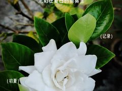 -成都南湖公园