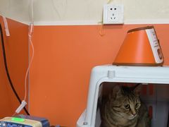 -瑞派福兴宠物医院犬猫全科·骨科·中西医结合(河东店)