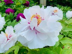 -莲花池公园