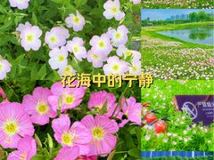 -洋湖国家湿地公园