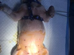 -爱贝特动物医院·猫口炎专科