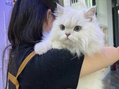 -小猫来了·猫咪专售(红山六九七九店)