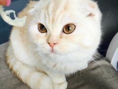 -喵的天空名猫咖啡馆·撸猫·猫舍·用品