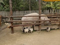 -泉州海丝野生动物世界