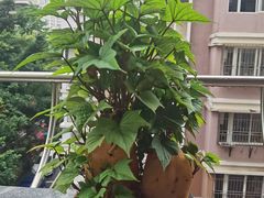 -凯逸轩·匠心粤菜(中城名仕汇店)