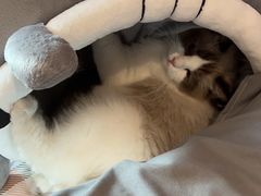 -猫大福·Fortune Cat猫舍(百子湾店)