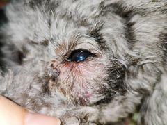 -拜鲁耶动物诊疗中心·宠家动物医院