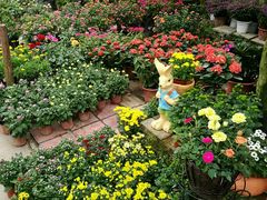 -三圣花乡旅游区