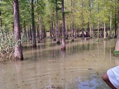 -泗洪洪泽湖湿地景区