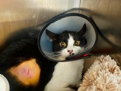 -瑞派康怡24h宠物医院·犬猫医疗中心·微创绝育(瑞景分院)