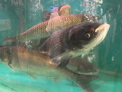 -红日饭店(裕隆三路店)