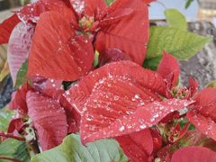 -鹿港小镇(金虹桥国际中心店)