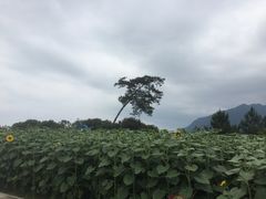 -广州市流溪河国家森林公园