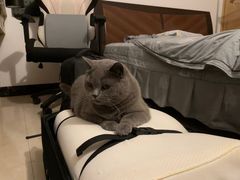 -lincat·猫舍(广州店)
