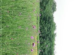 -国际非物质文化遗产博览园