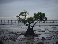 -宝安西湾红树林湿地公园