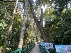 -西双版纳原始森林公园