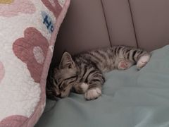 -宠颐生·恒爱宠物医院(静海店)