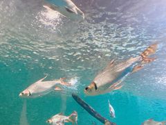 -上海海洋水族馆