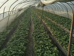 -胜丰草莓采摘园