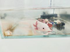 -喵宠乐园·撸猫互动·猫舍