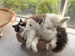 -瑞鹏宠物医院·骨科·猫科·内科(第一中心)