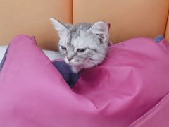-全心全意连锁动物医院·微创中心·内科急重症·心脏专科(丰管路店)