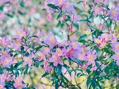 -梧桐山风景名胜区