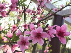 -南汇桃花村