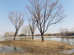 -大兴滨河森林公园