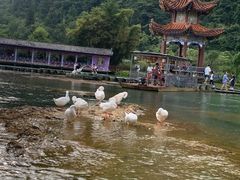 -靖西鹅泉风景区