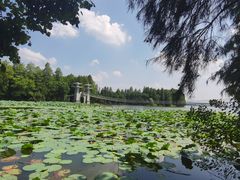 -东湖落雁景区