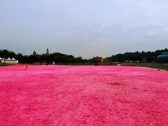 -大塘金香草谷