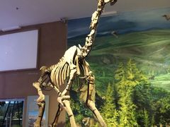 -陕西自然博物馆