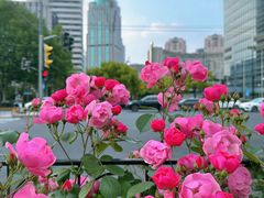 -新虹桥中心花园