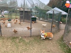 -前小桔亲子创意农场·草莓采摘·露营烧烤