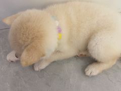 -柴犬小屋·柴餐厅·狗咖食堂(金鼎广场店)