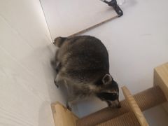 -浣熊柯尔鸭土拨鼠·电玩咖