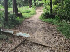 -火炉山森林公园