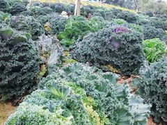 -松山湖南湖湾露营营地