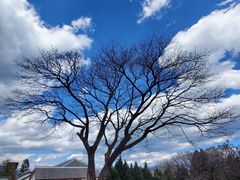 -崇圣寺三塔文化旅游区