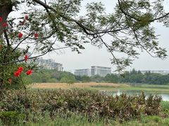 -华侨城湿地公园