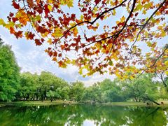 -上海共青森林公园