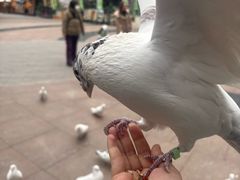 -中粮·祥云小镇