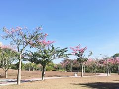 -风云岭森林公园