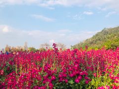 -顺峰山公园