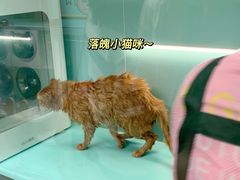 -猫宠乐园·专业洗护