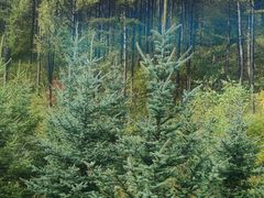 -塞罕坝国家级自然保护区