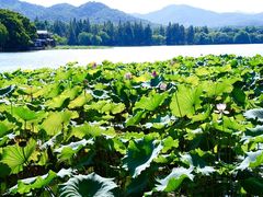 -西湖游船